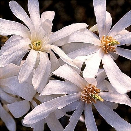 Magnolia stellata