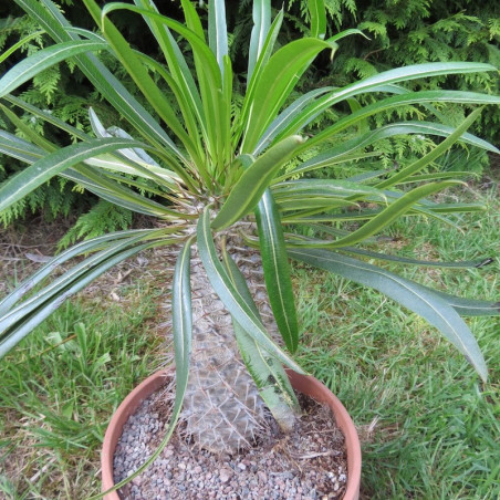 Pachypodium lamerei 5 l