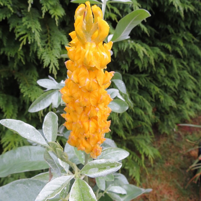 Cytisus battandieri