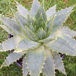 Aloe polyphylla 2 l