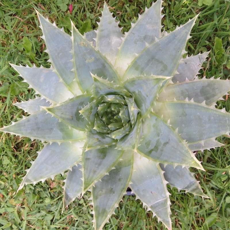 Aloe polyphylla 2 l Aloe polyphylla 2 l