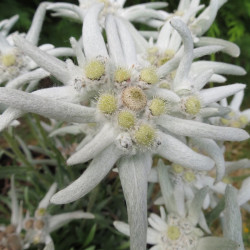 Leontopodium blossom of snow