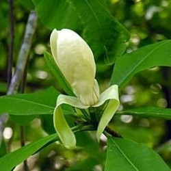 Magnolia tripetala