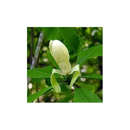 Magnolia tripetala