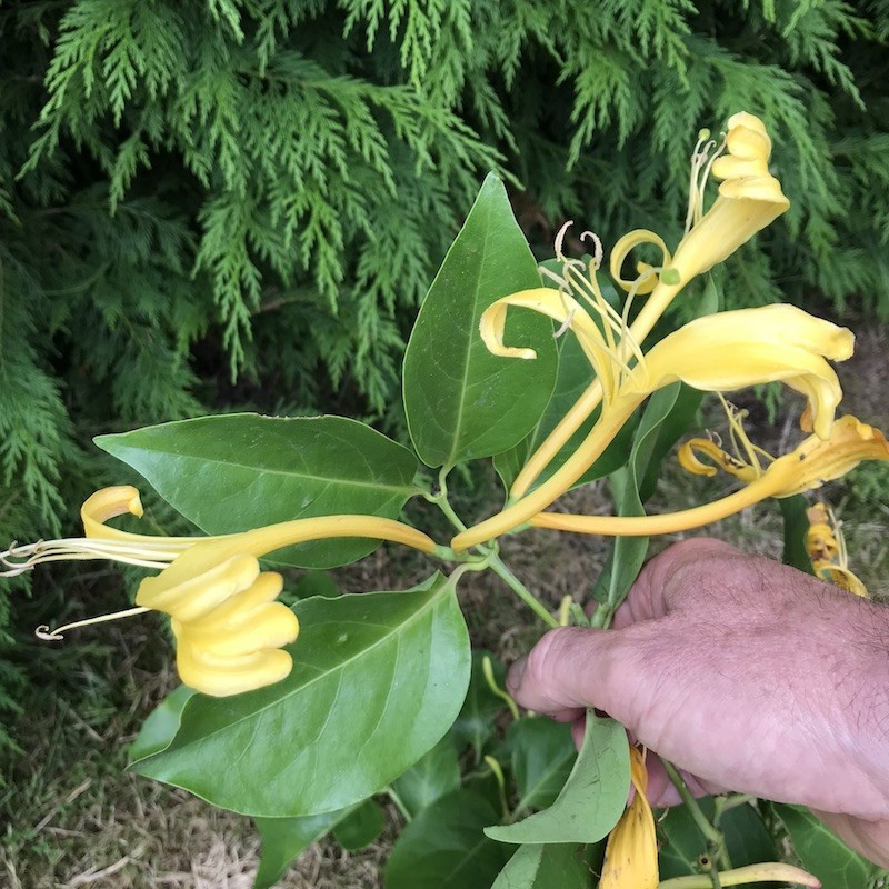 Lonicera hildebrandiana