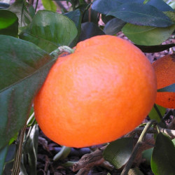 Citrus clementina belezza