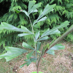 Caryota cuminghii