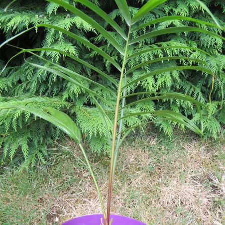 Dypsis ambositrae