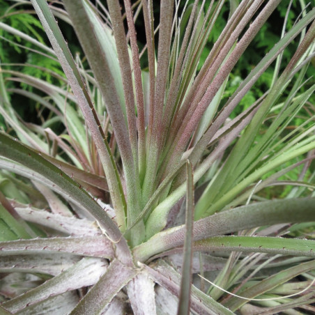 Puya mirabilis