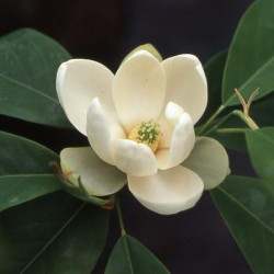 Magnolia virginiana glauca