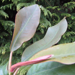 Magnolia sapaensis