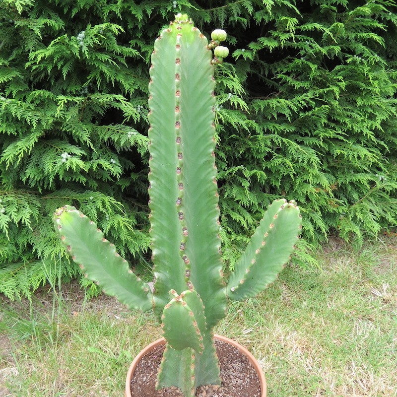 5x Euphorbia ingens succulents chambre Jardin Plantes-graines b1466