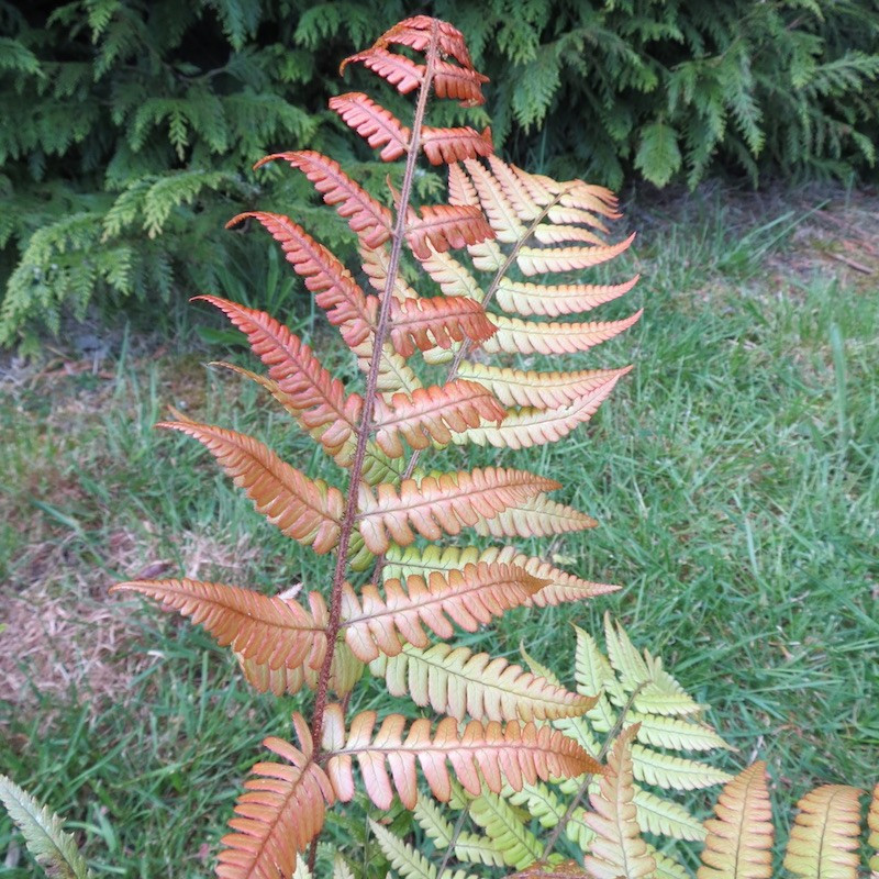 Dryopteris lepidopoda