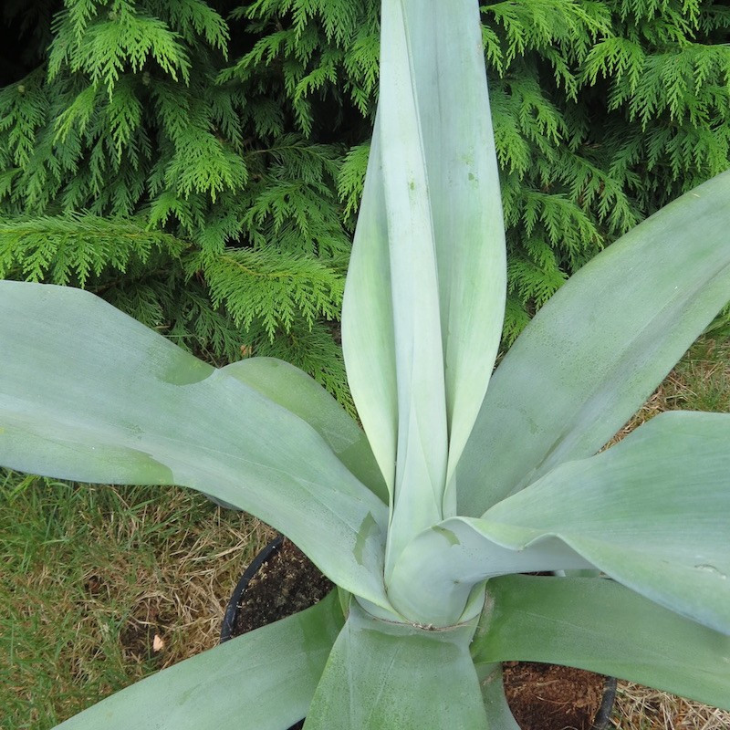 Agave weberi