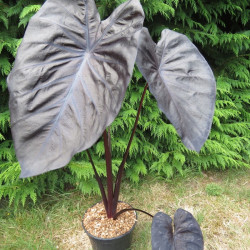 Colocasia black sapphire gecko