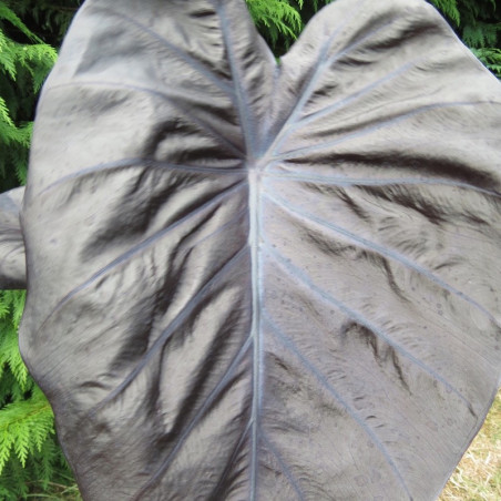 Colocasia black sapphire gecko