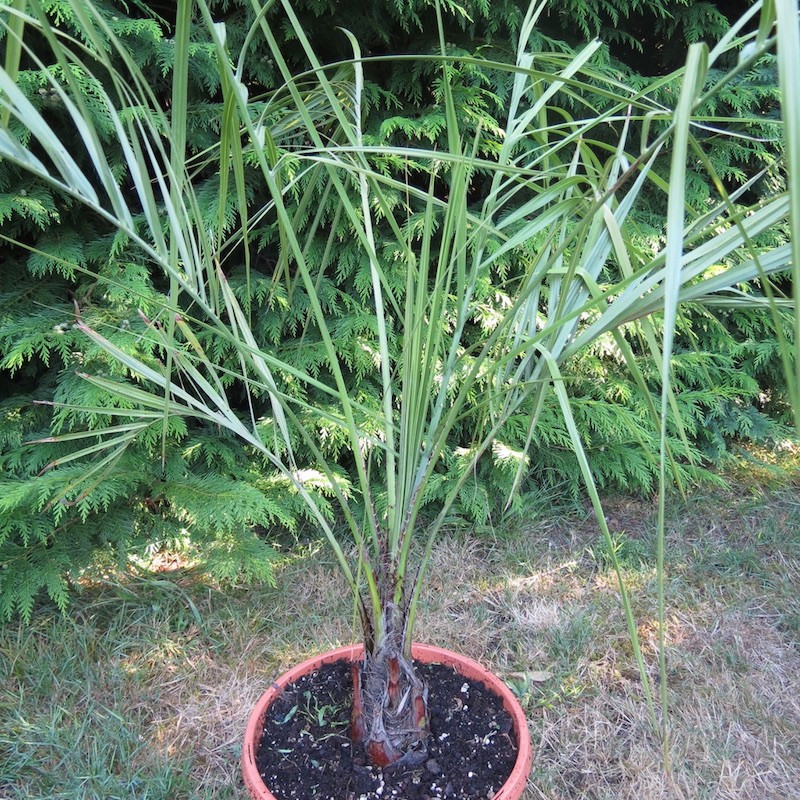 Butia lallemantii