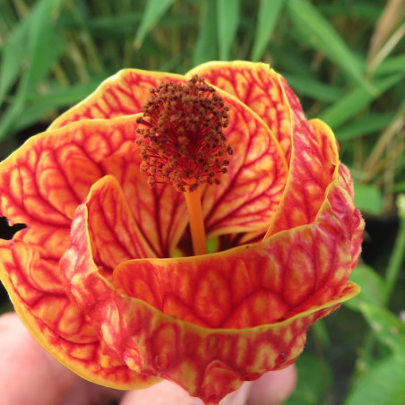 Abutilon red tiger®