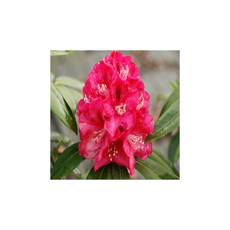 Rhododendron 'Mieszko'