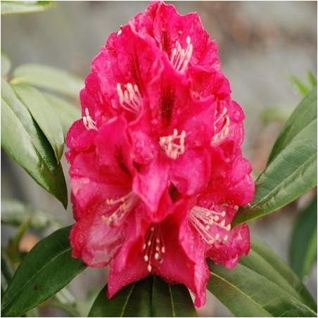 Rhododendron 'Mieszko'
