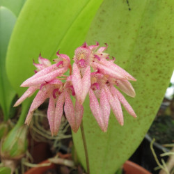 Bulbophyllum fenestratum