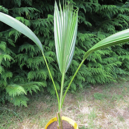 Pritchardia lowreyana