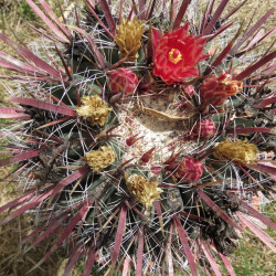 Ferocactus coloratus