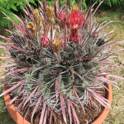 Ferocactus coloratus