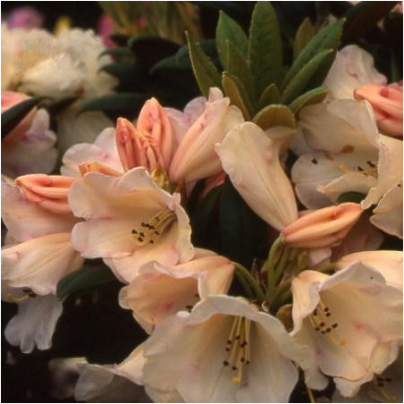 Rhododendron 'grumpy'