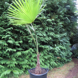 Trachycarpus martianus 'Nepal' 35 l