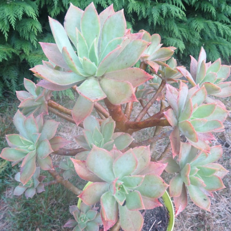 Aeonium balsamiferum