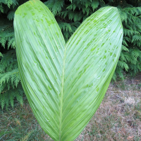 Areca triandra