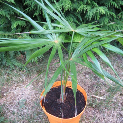 Coccothrinax barbadensis