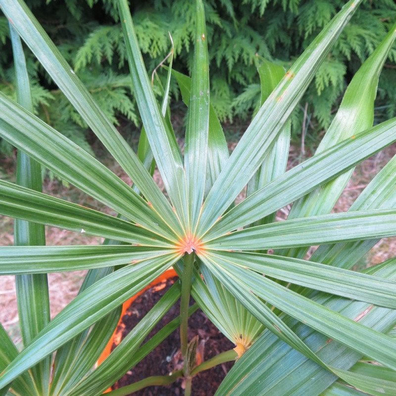 Coccothrinax barbadensis