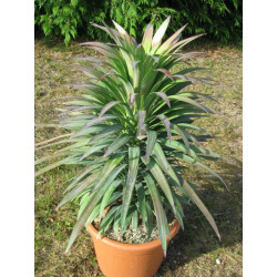 Yucca desmetiana