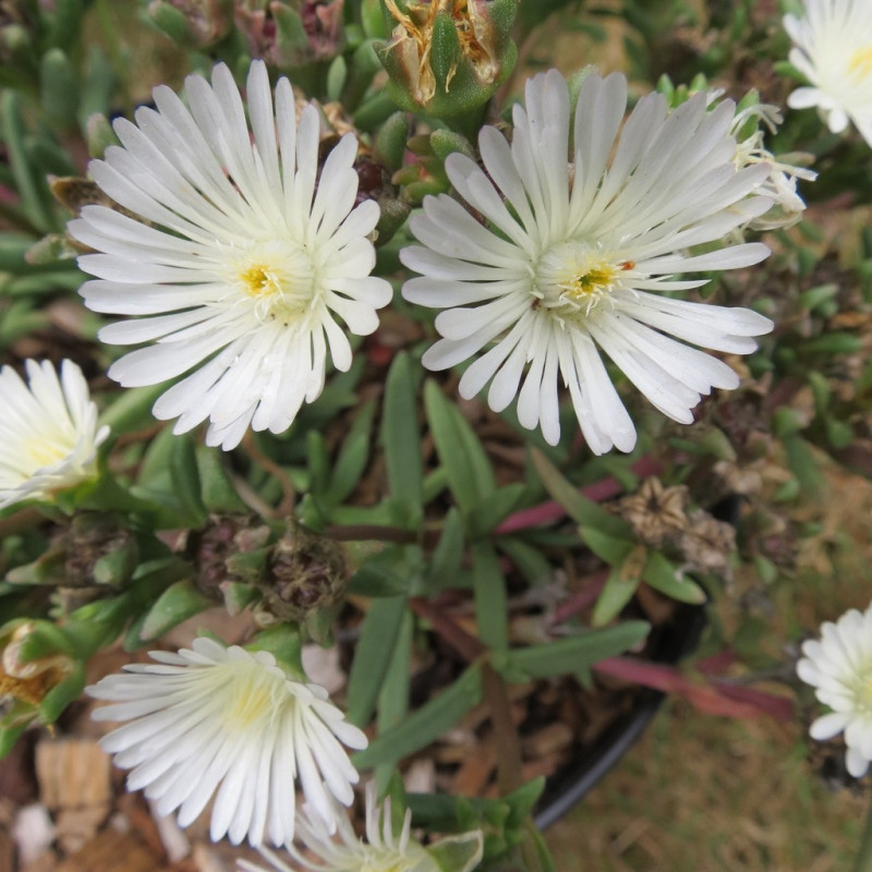 Delosperma white wonder