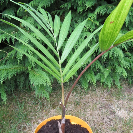 Dypsis cabadae