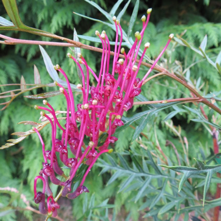 Grevillea bronze rambler