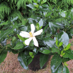 Gardenia pinwheel