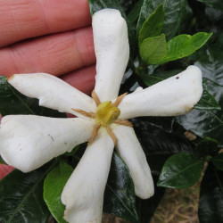 Gardenia pinwheel