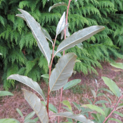 Elaeagnus pointilla amoroso®