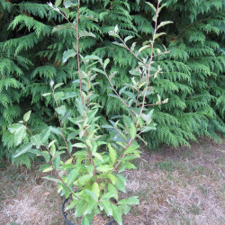 Elaeagnus multiflora