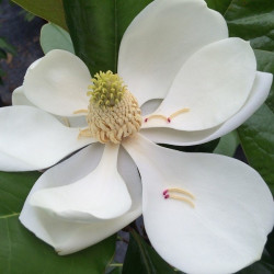 Magnolia grandiflora 'main street'