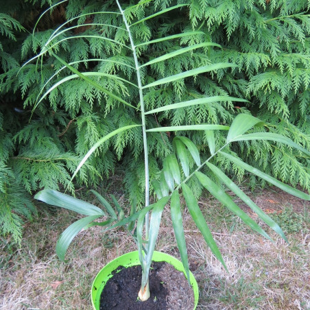 Chamaedorea plumosa