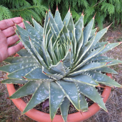 Aloe polyphylla 12 l