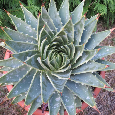 Aloe polyphylla 12 l
