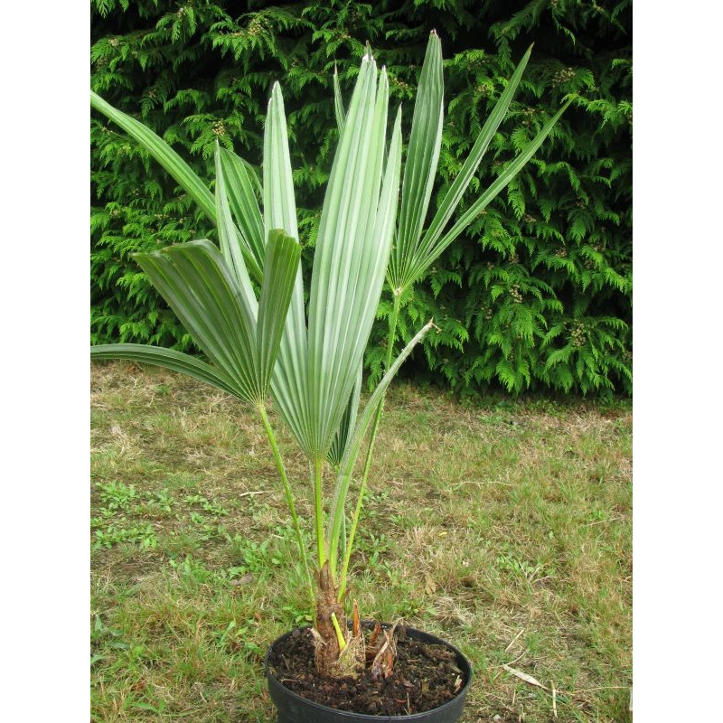 Trachycarpus ukhrulensis 4 l