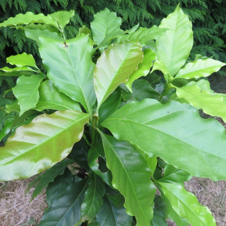 Coffea arabica