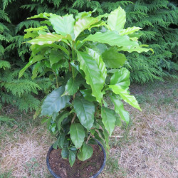 Coffea arabica