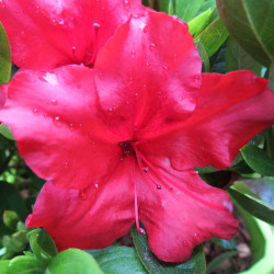 Azalea encore® ruby